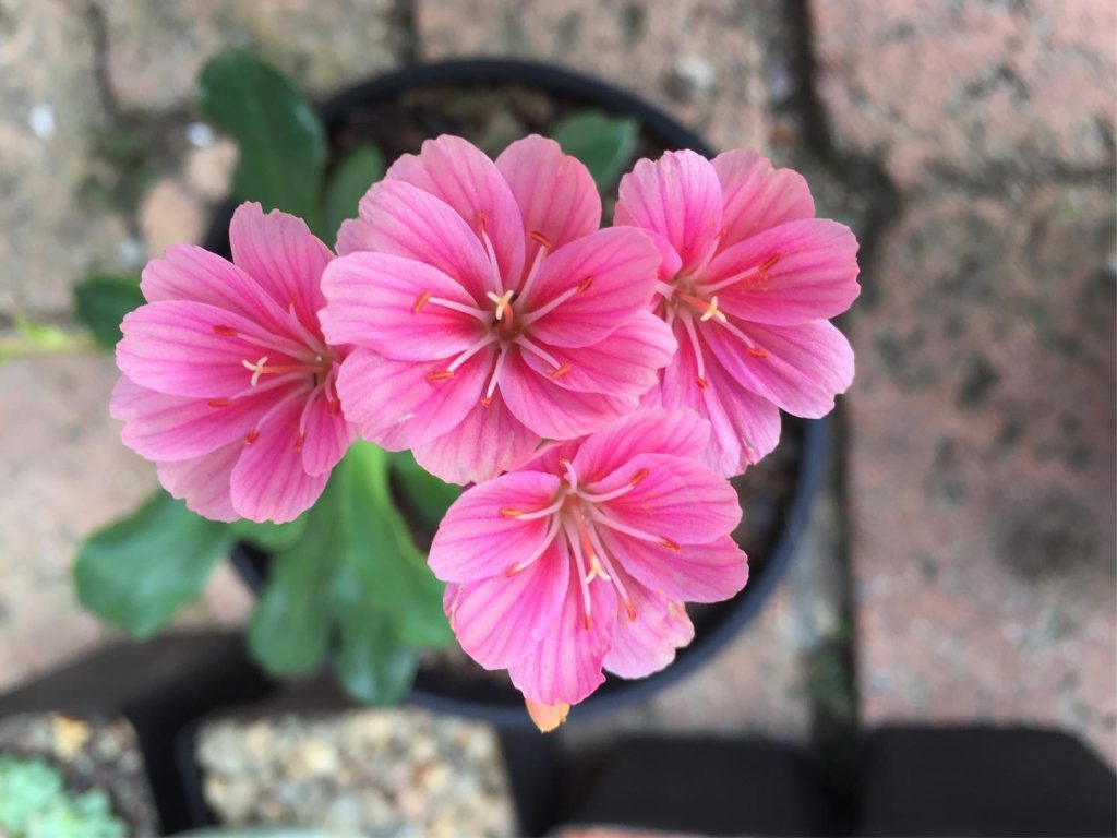 Nursery pink flower